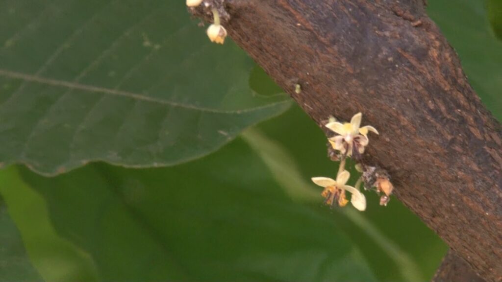 En vías de la extinción el Cacao de Tuxtla Chico; ha desaparecido un 80 por ciento.  