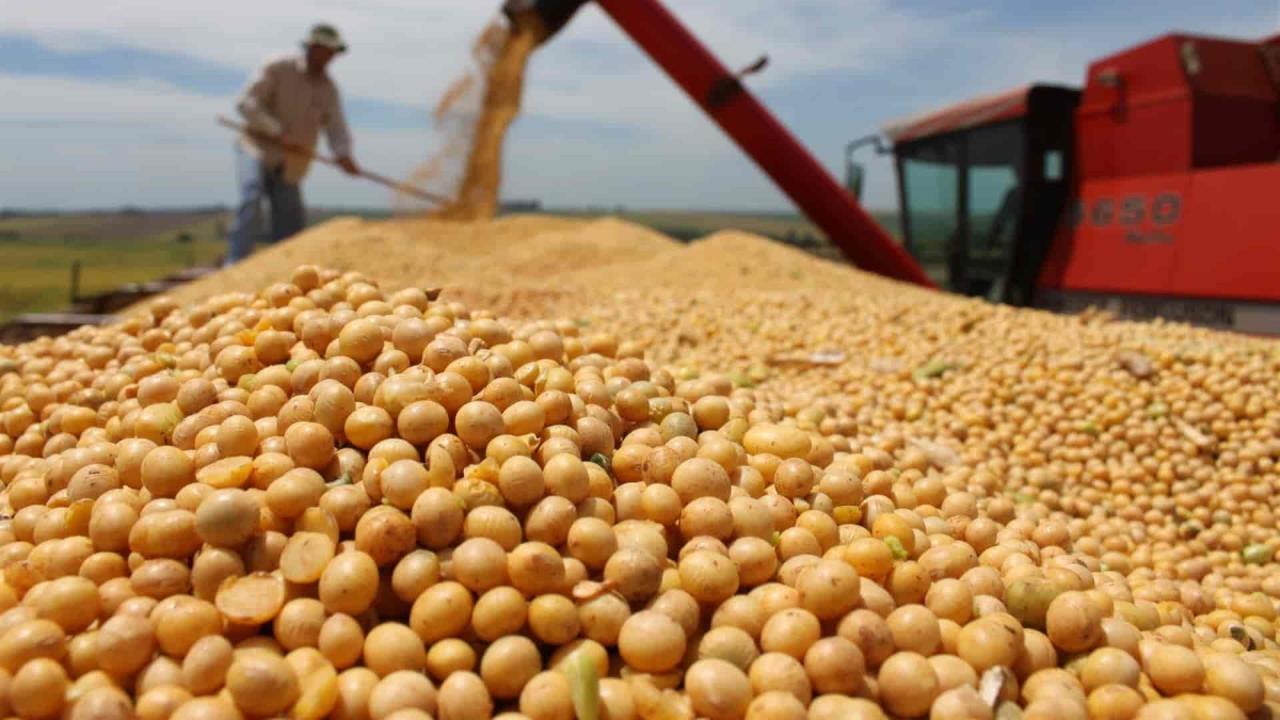 México importa 95% del consumo nacional de soya