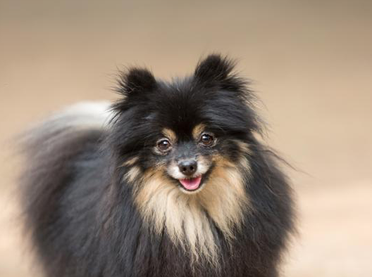 Pomerania: el popular perro de la realeza