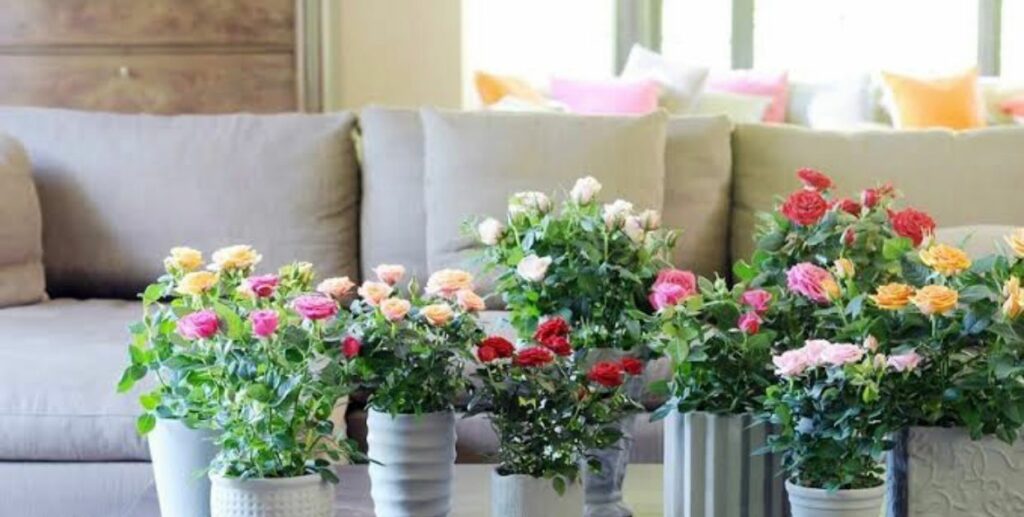 Cuida las flores de tu hogar