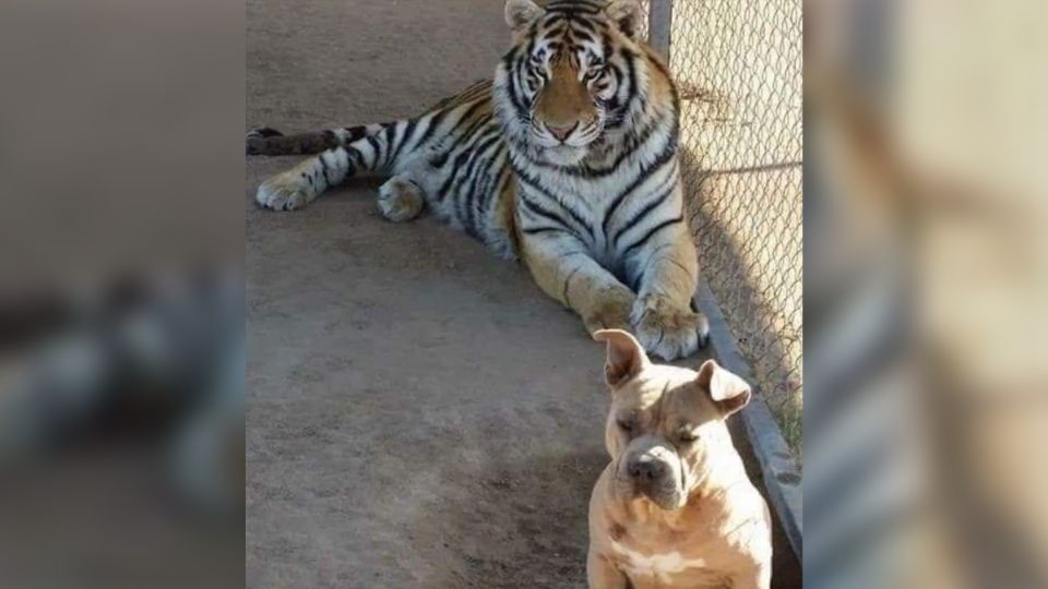 Se roban en Hermosillo… ¡un tigre de bengala!