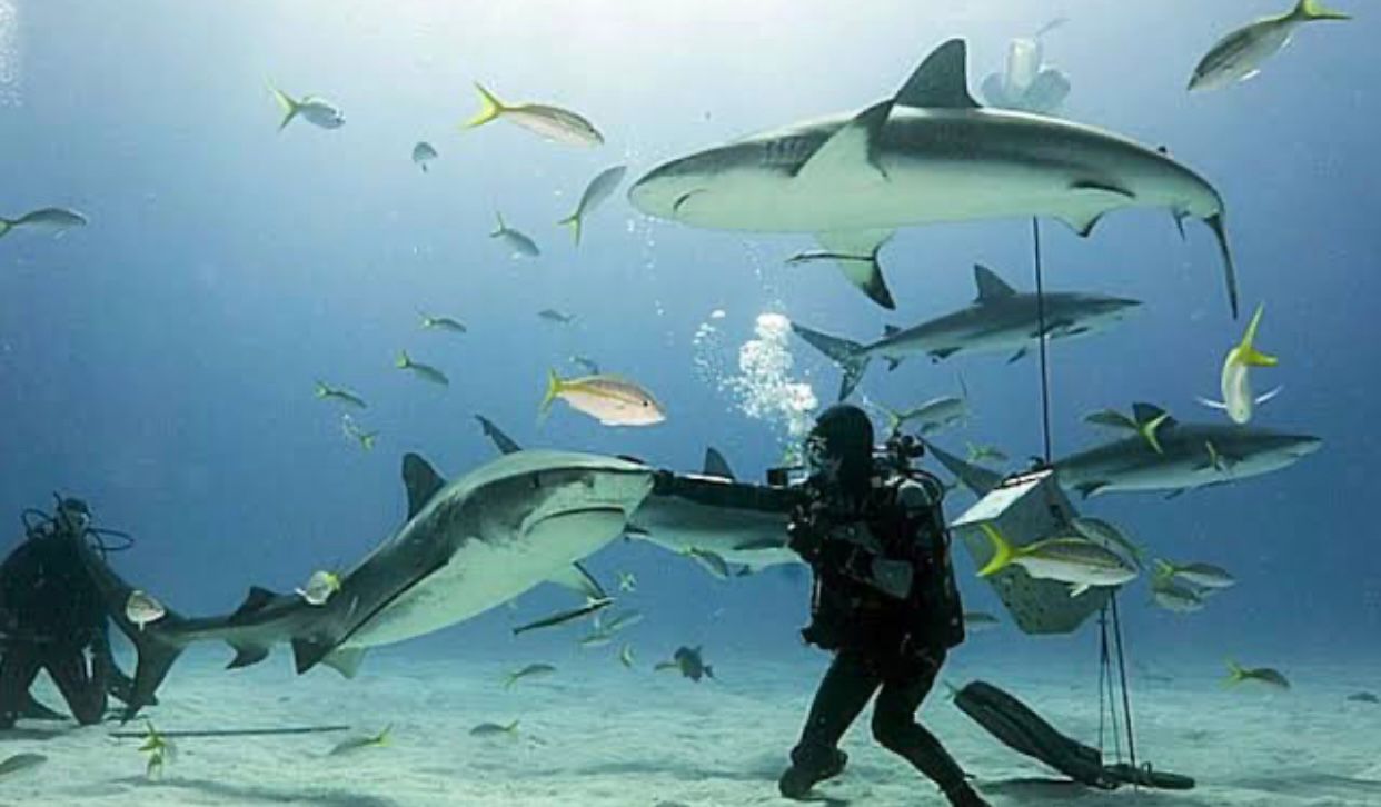 Curiosidades de los tiburones