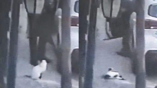Hombre dispara y mata a gato en Tlalnepantla, video indigna a internautas.