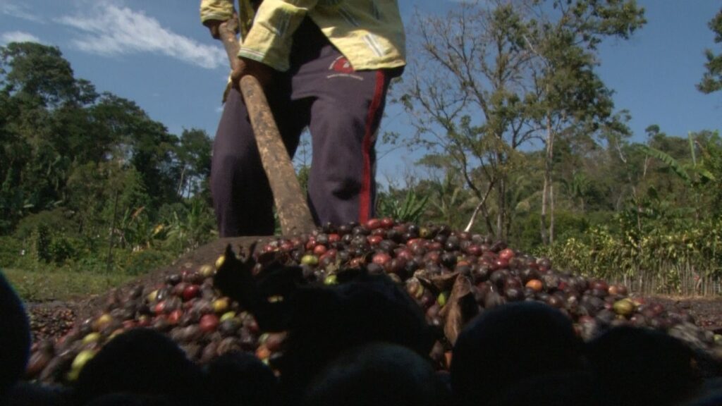 Presidente del sistema producto café solicita más apoyos, recurso económico es insuficiente.