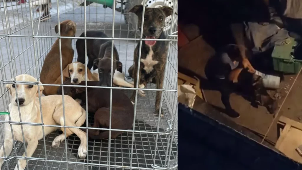 Rescatan 17 perros que sufrían maltrato animal en "El Carmen", Nuevo León.