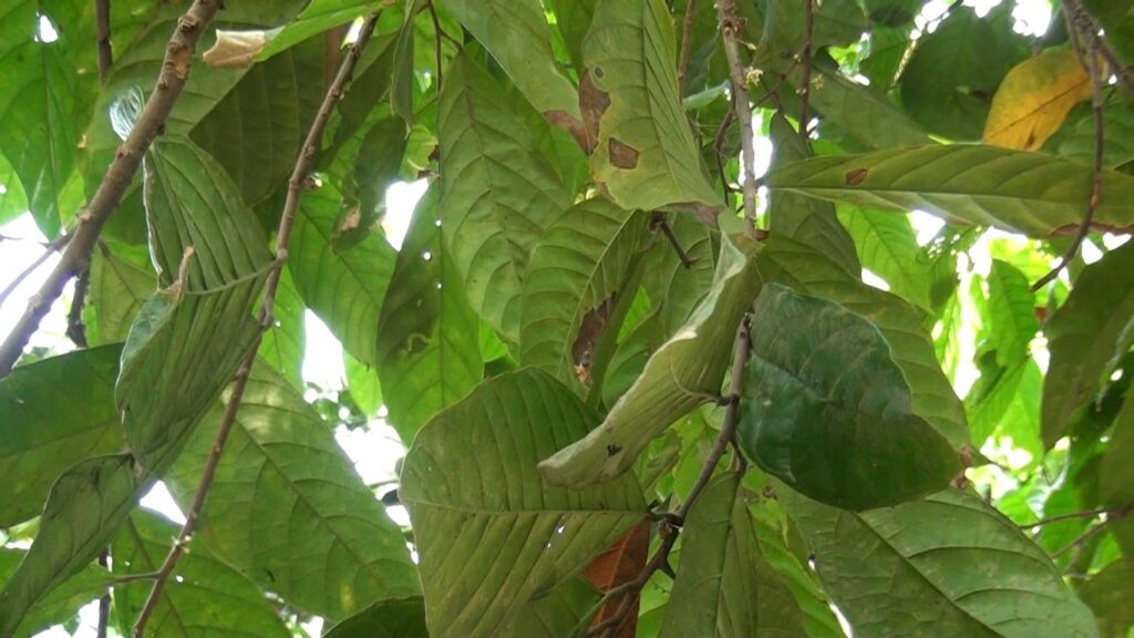 Cosecha de cacao de Tuxtla Chico cae en un 50 por ciento al finalizar el año.