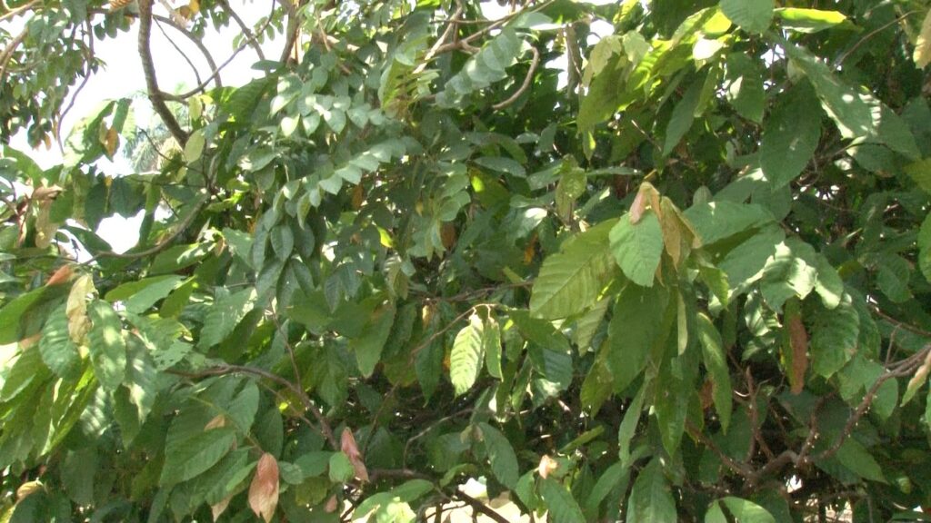 Época de seca afecta al cultivo del cacao en la región. 