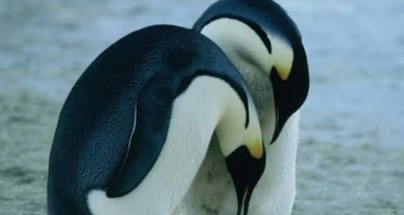 El amor en los pingüinos
