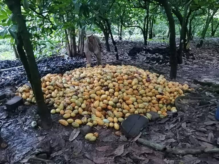 Producción Del Cacao En Riesgo De Cosecha Ante Falta De Programas Federales.